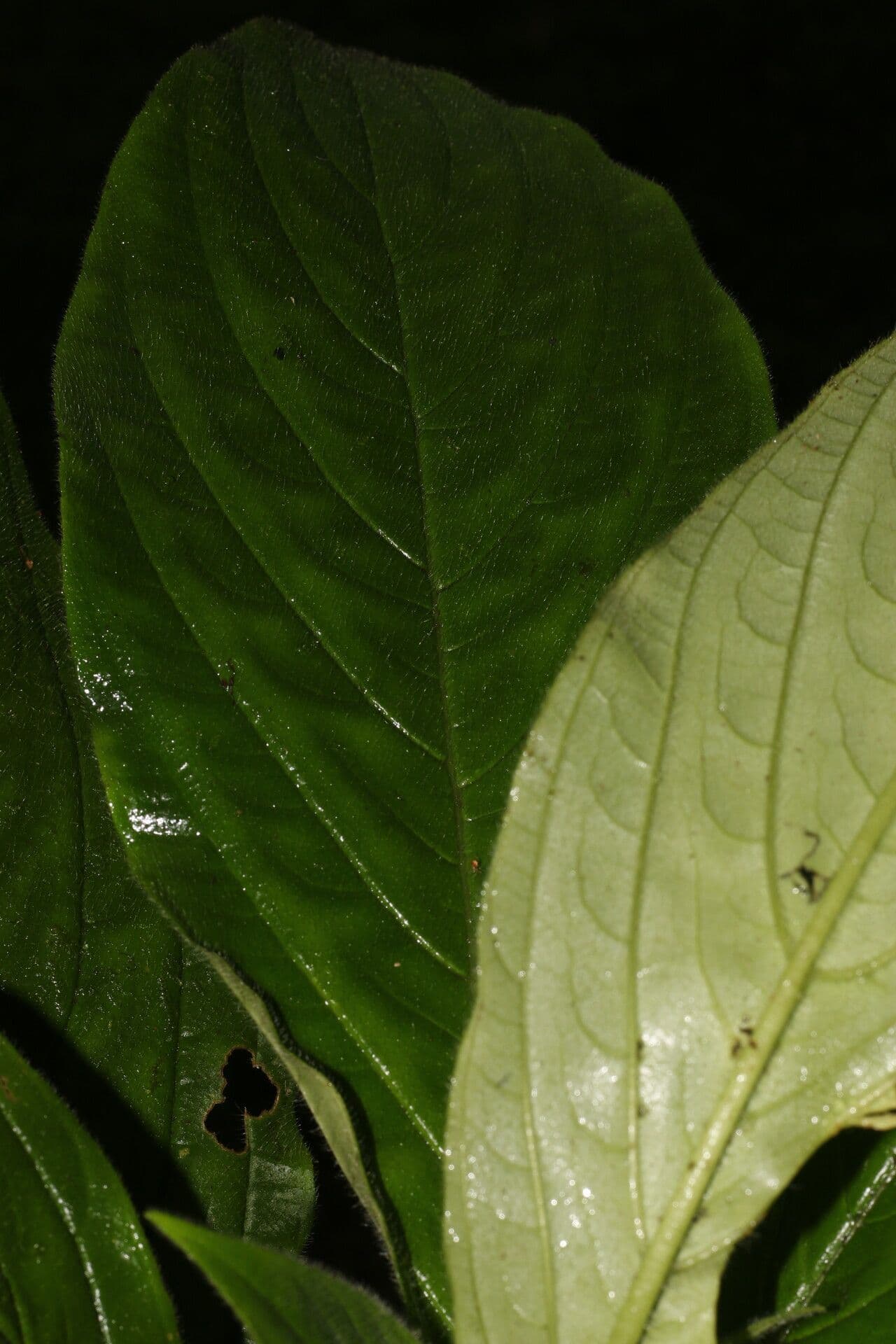 Besleria 5