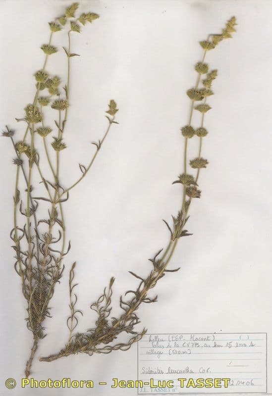 Sideritis leucantha 11
