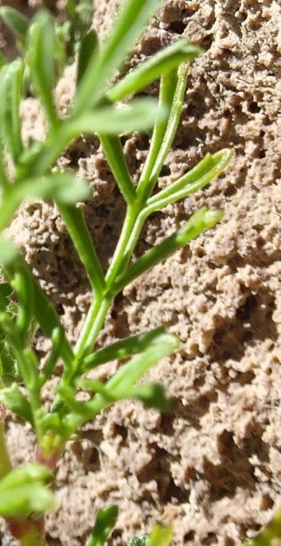 Cempasúchil multiflora 12