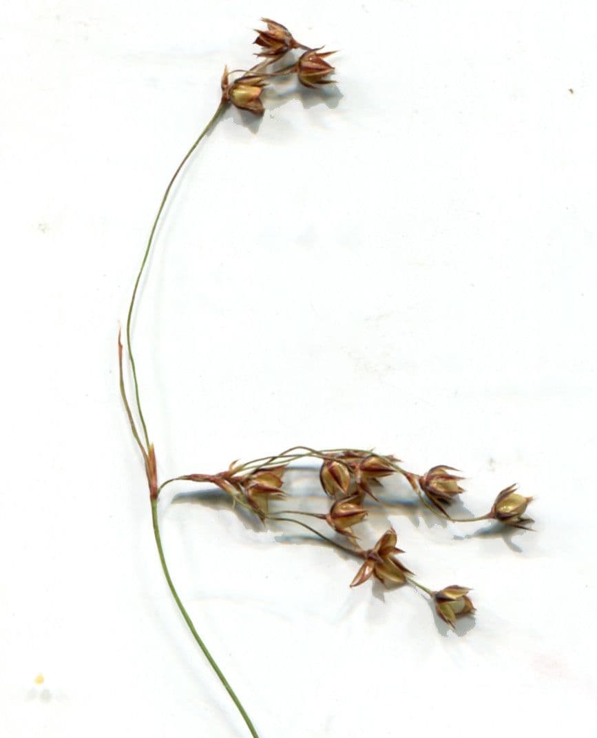 Kosmatka Forstera 10