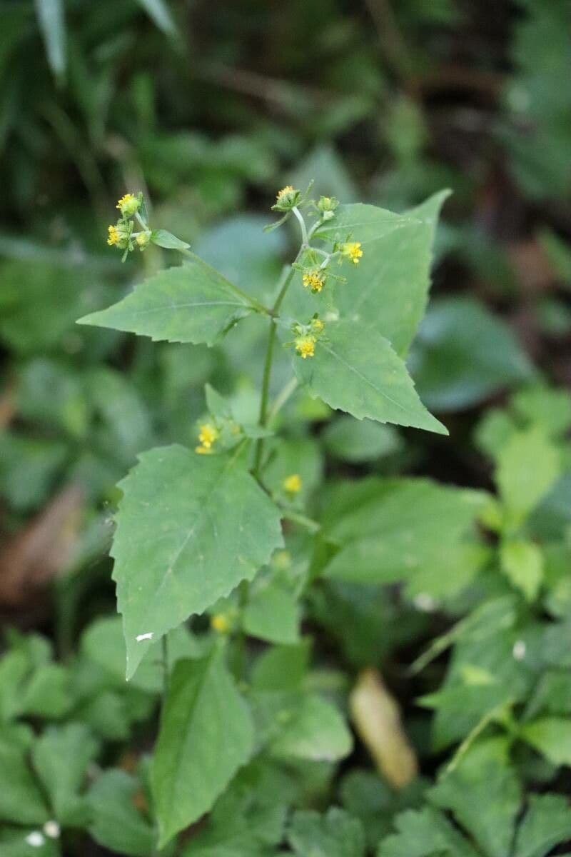 Sigesbeckia