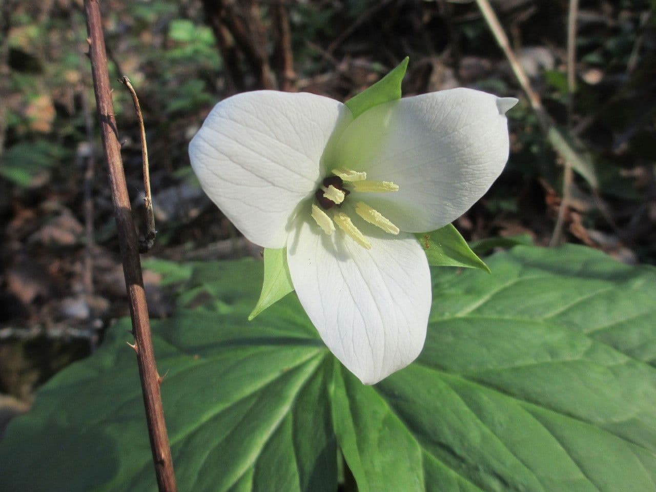 Trillium simile 3