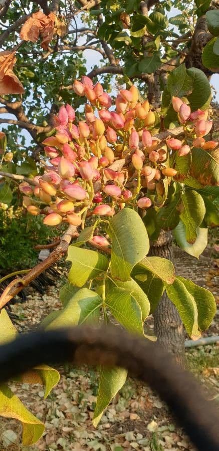 Pistacchio 2
