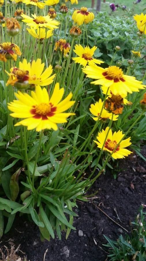 Coreopsis grandiflora 8