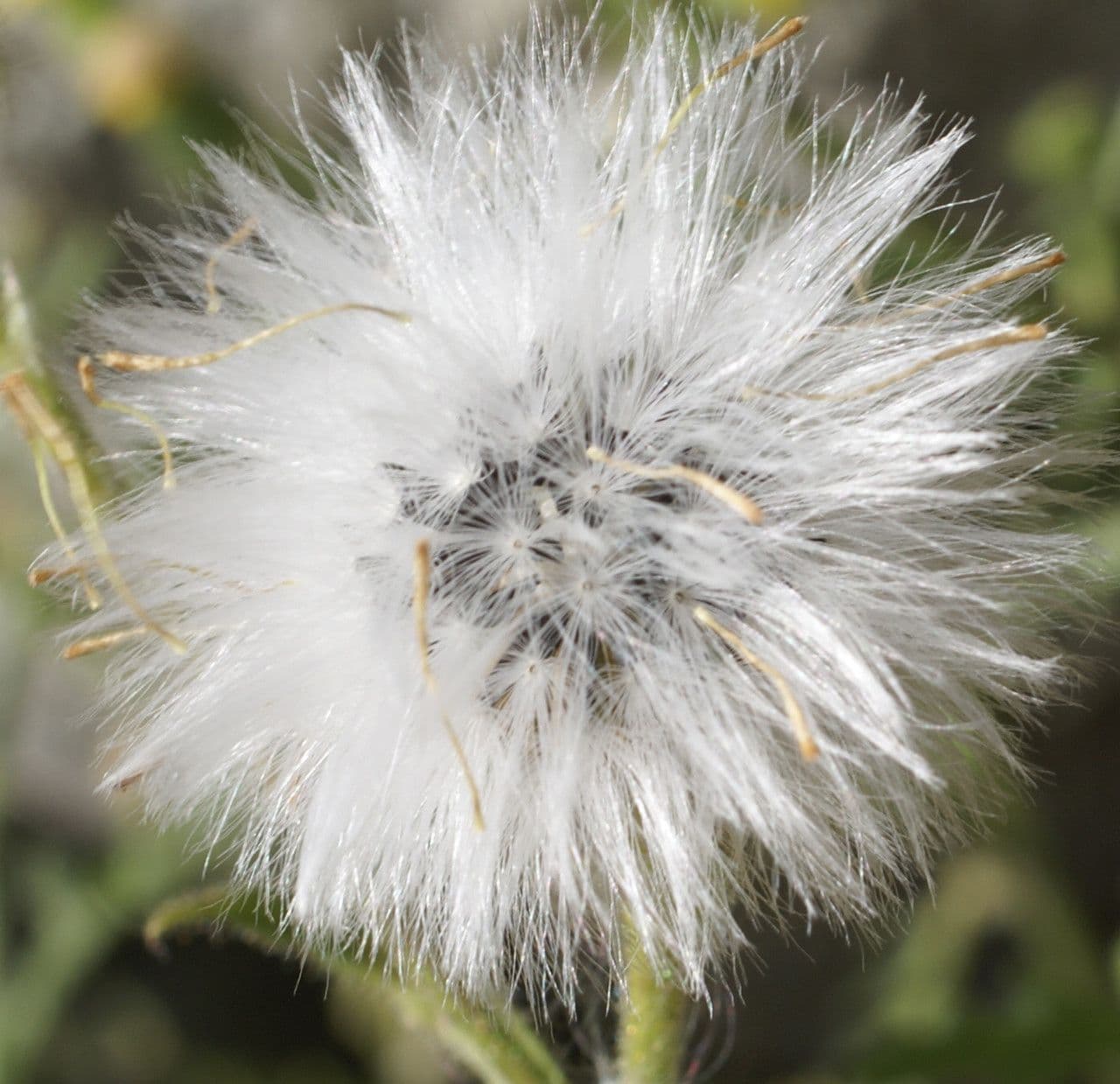 Senecio dei boschi 4