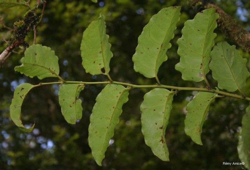 Amborella 15