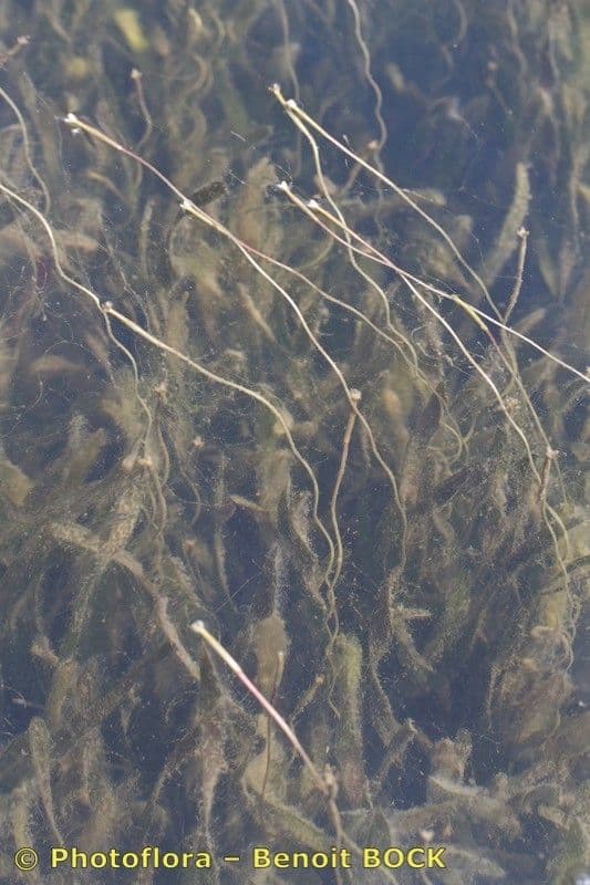 Vallisneria a spirale 3