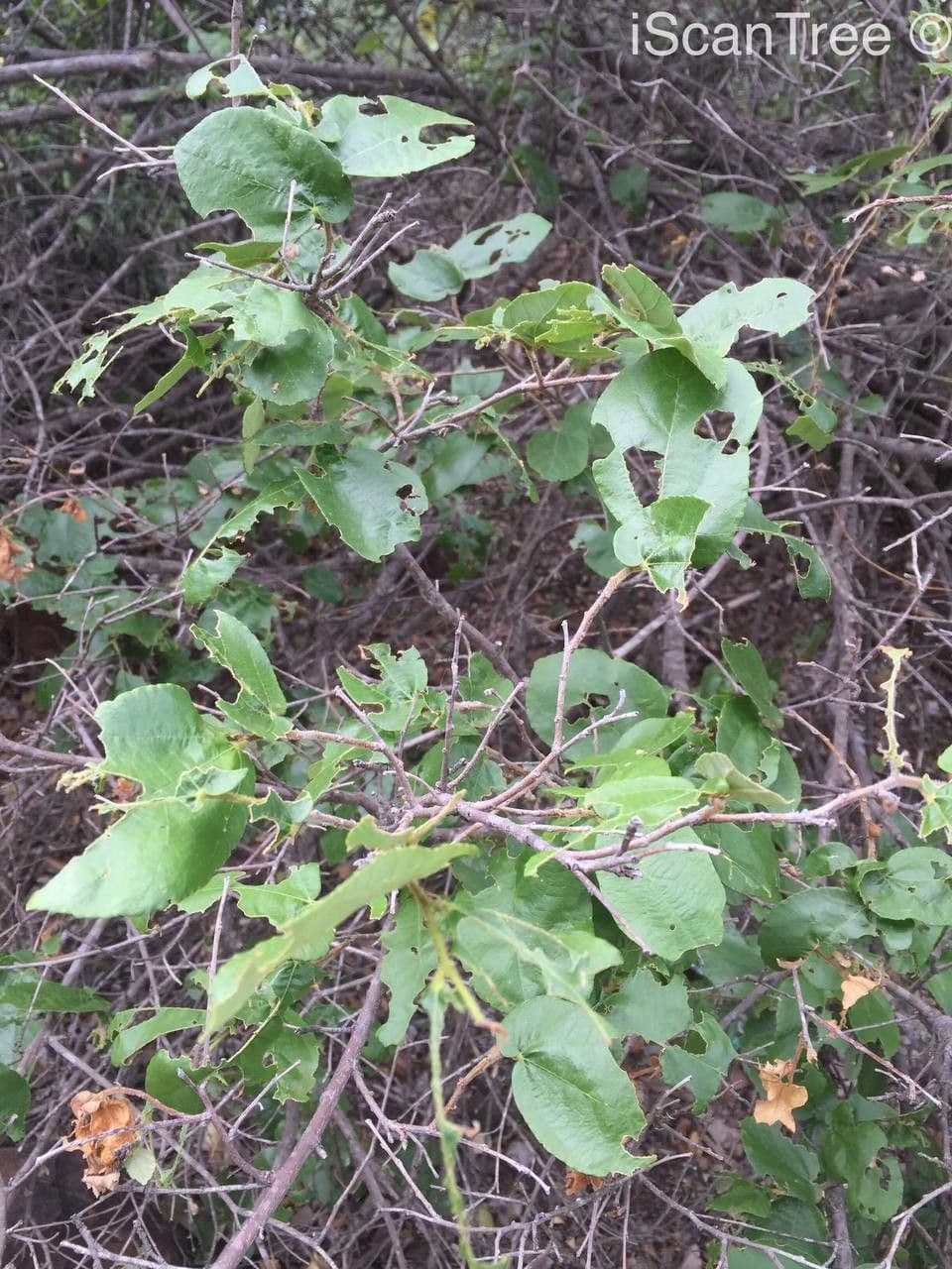 Grewia 9