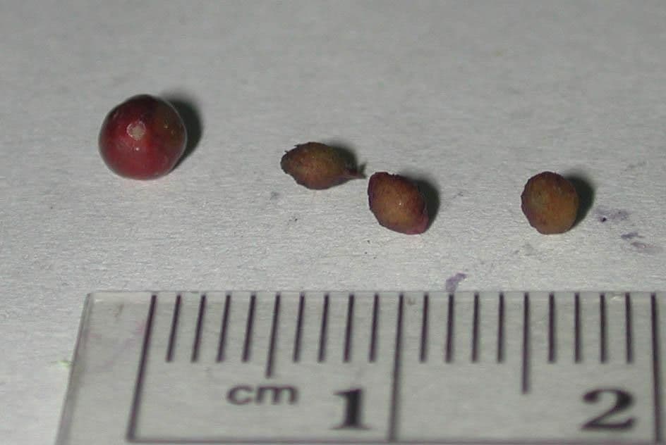 Hieronyma alchorneoides 13