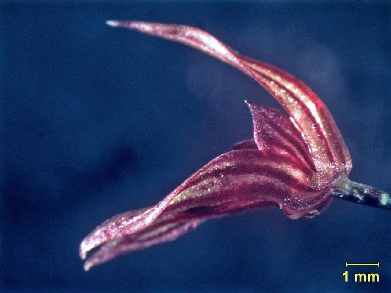 Specklinia 8