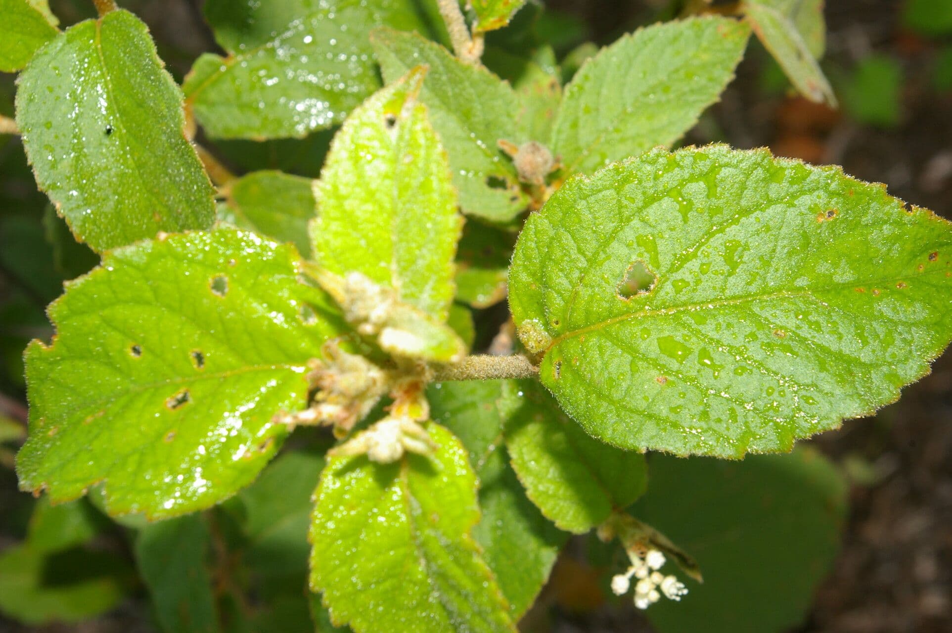 Croton 8