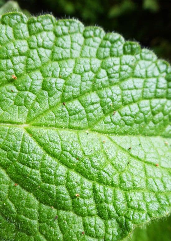 Stachys chamissonis 13
