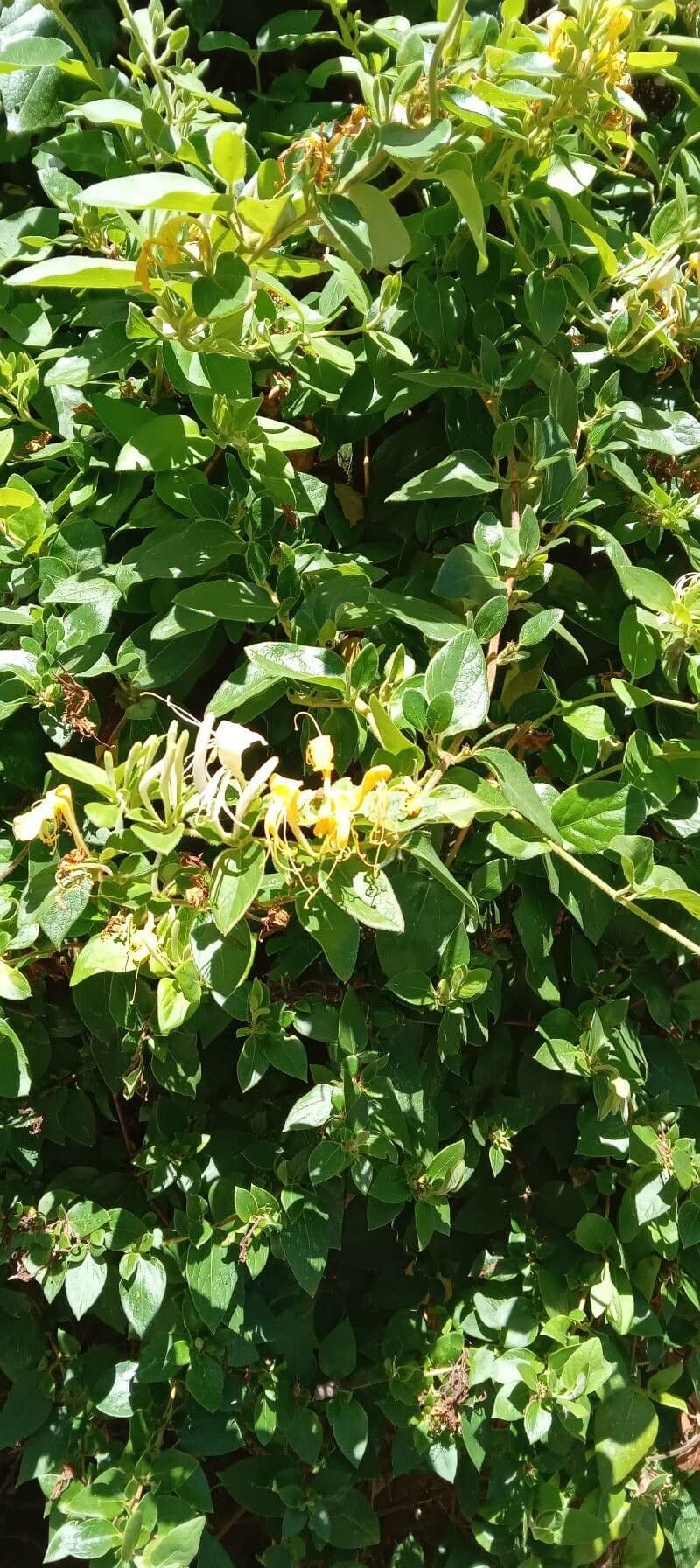 Caprifoglio giapponese 15