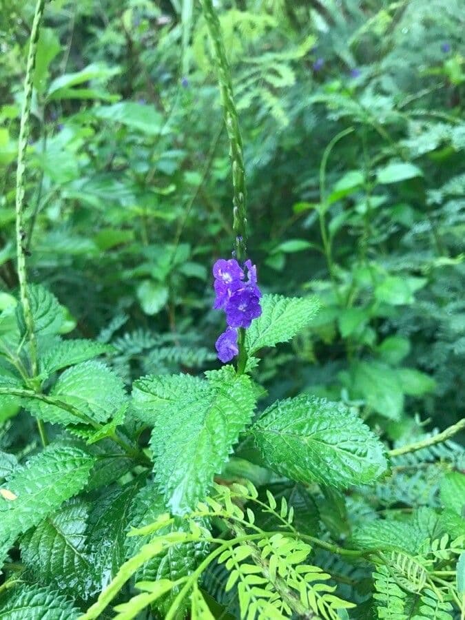 Stachytarpheta indická
