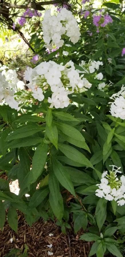 Gefleckte Phlox 21