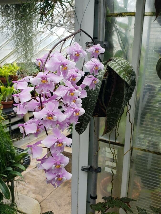 Schiller-Phalaenopsis 3
