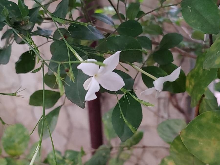 Großblütiger Jasmin 20
