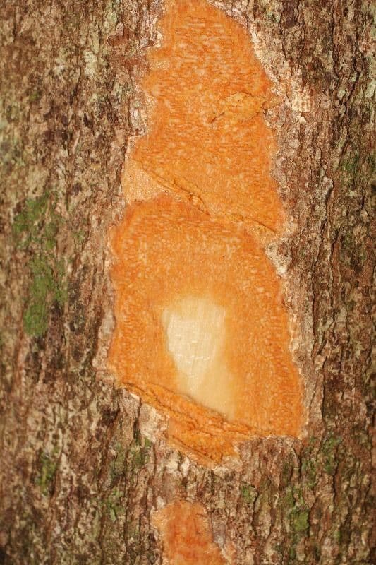Andira 11