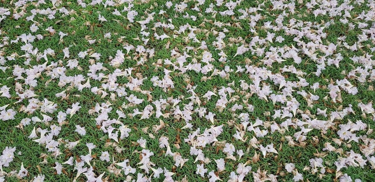 Roble blanco 26