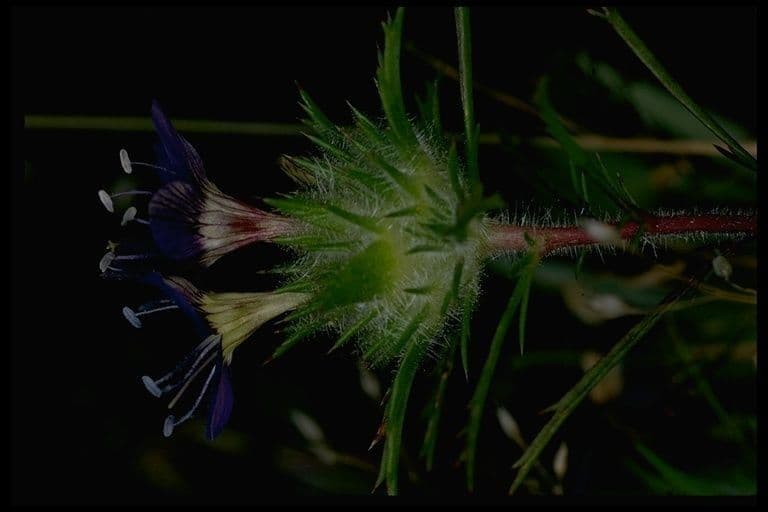 Navarretia