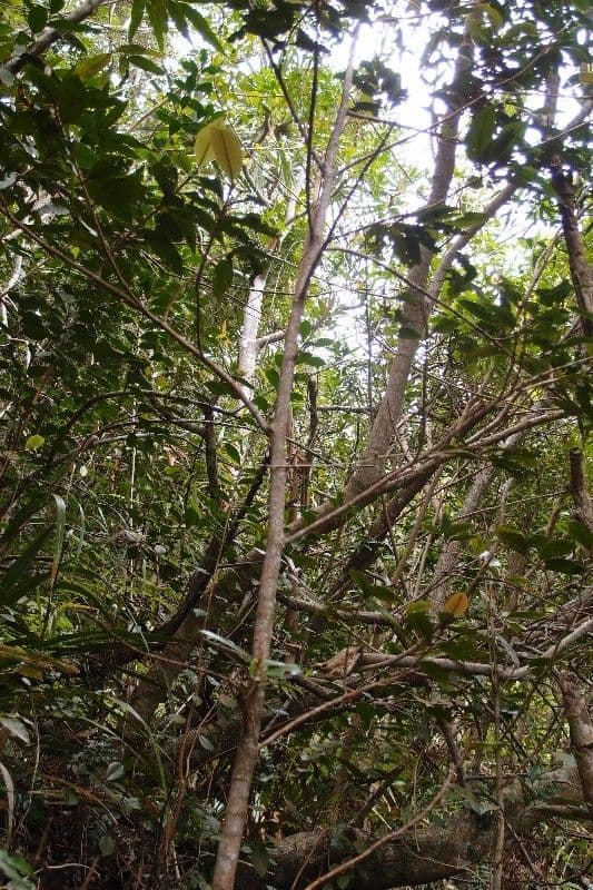 Erythroxylum 8