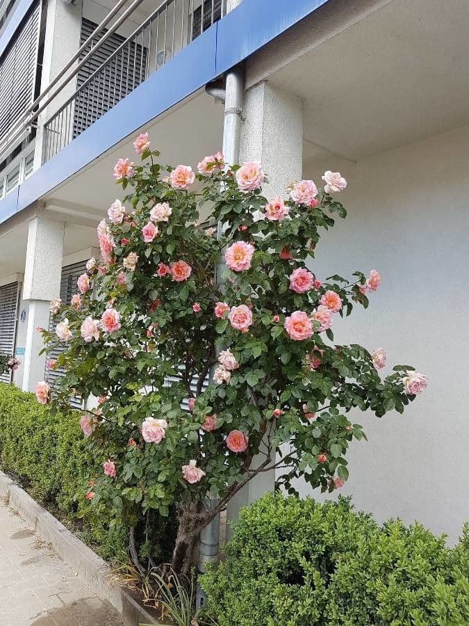 Rosa 11