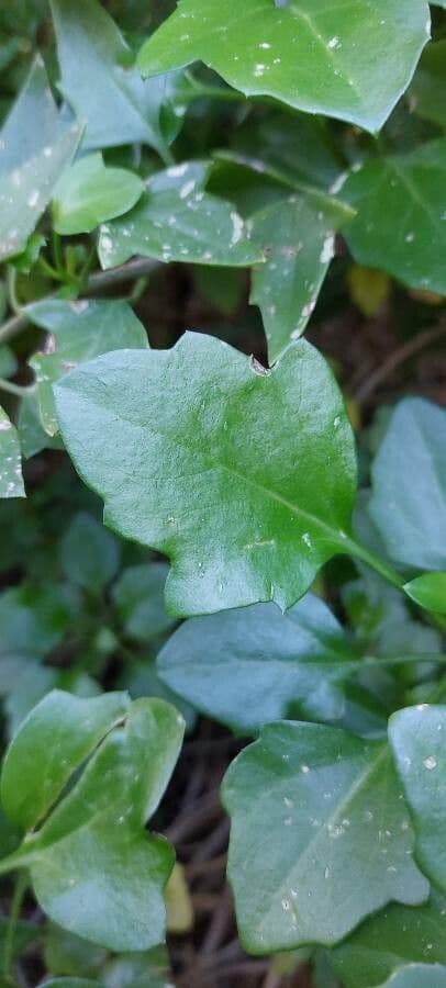 Senecio angulatus 17