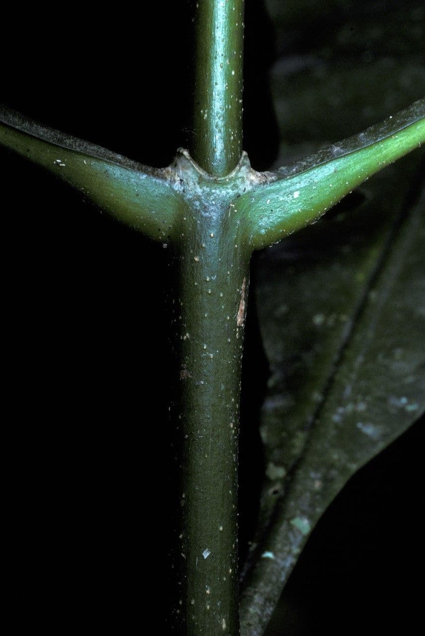 Potalia 12