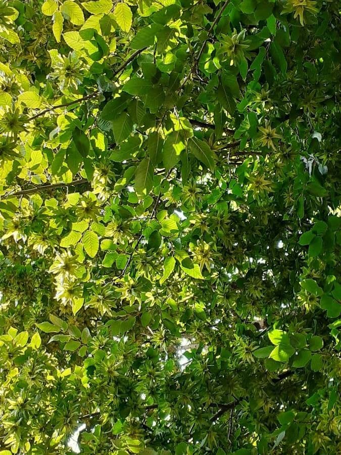 Camptotheca 11