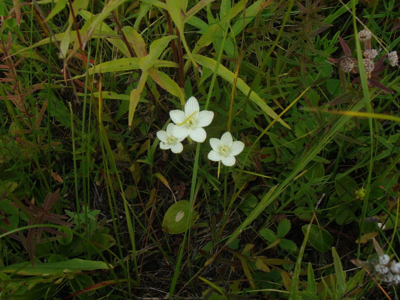 Parnassia glauca 9
