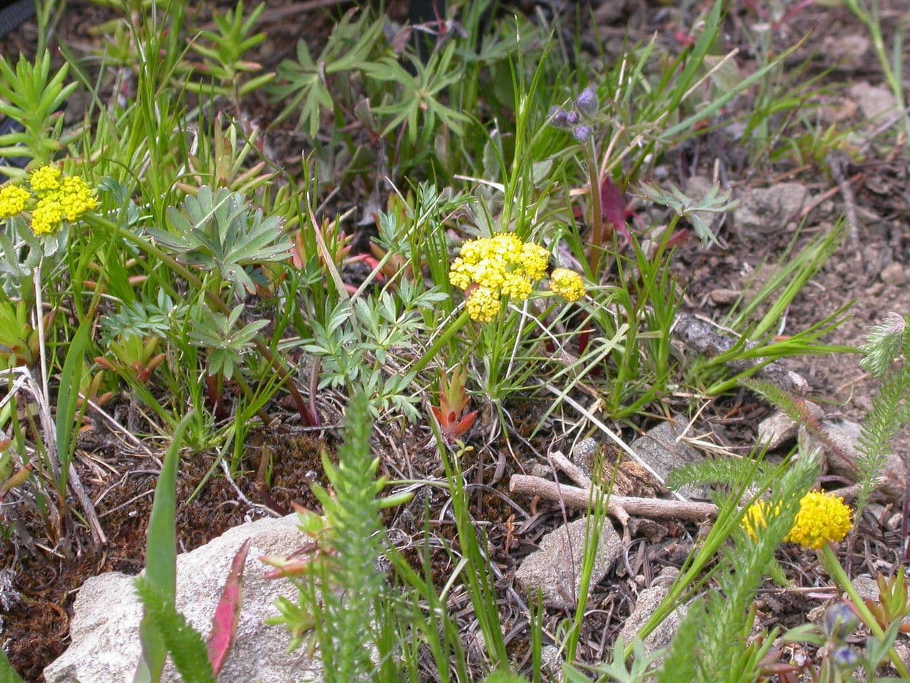 Lomatium 11