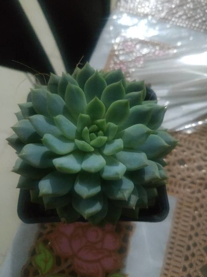 Echeveria elegante 2