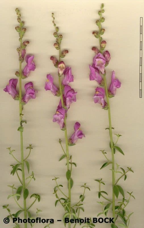 Gänsblume 23