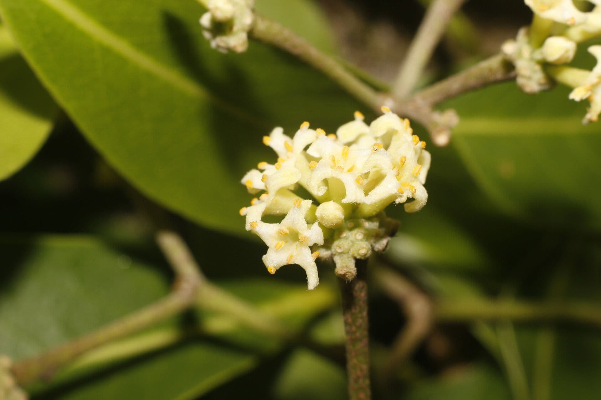 Daphnopsis americana 8