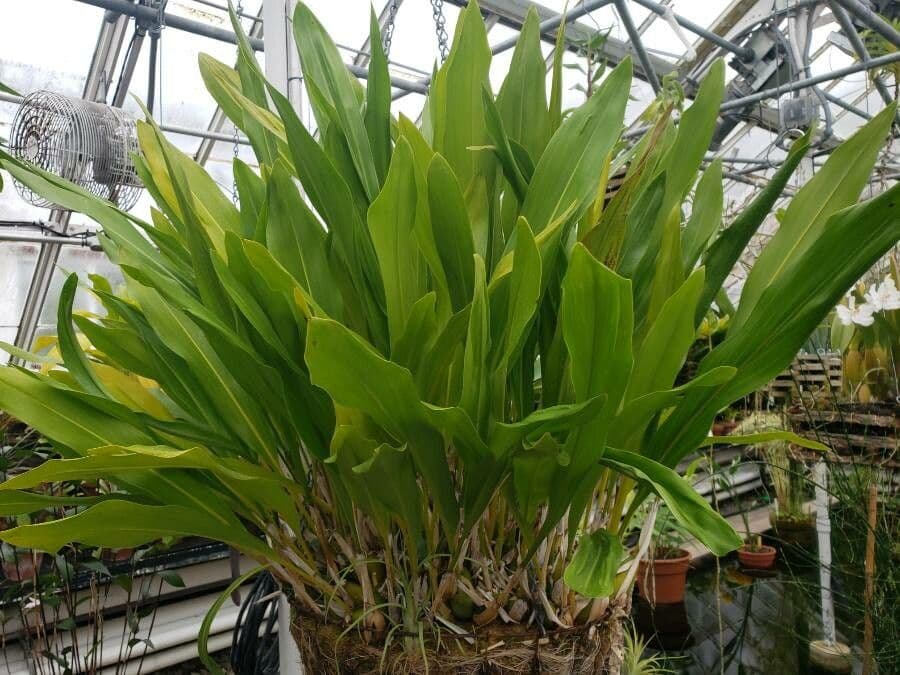 Dendrochilum 3