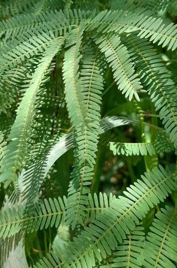 Prosopis 16