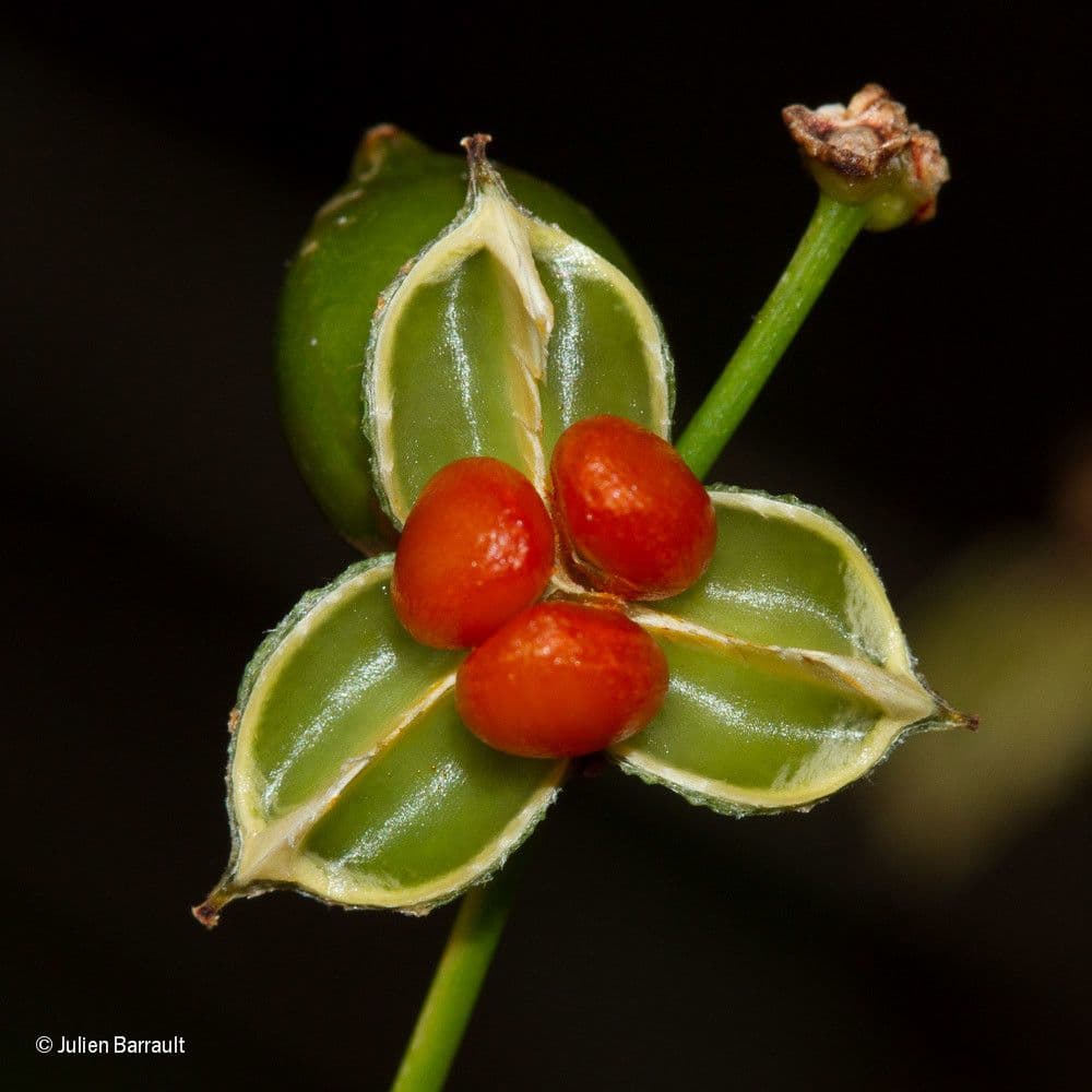 Lomandra insulare 4