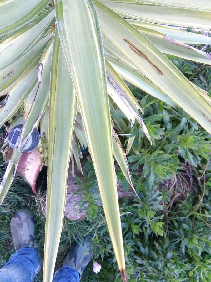 Yuca flaccida 12