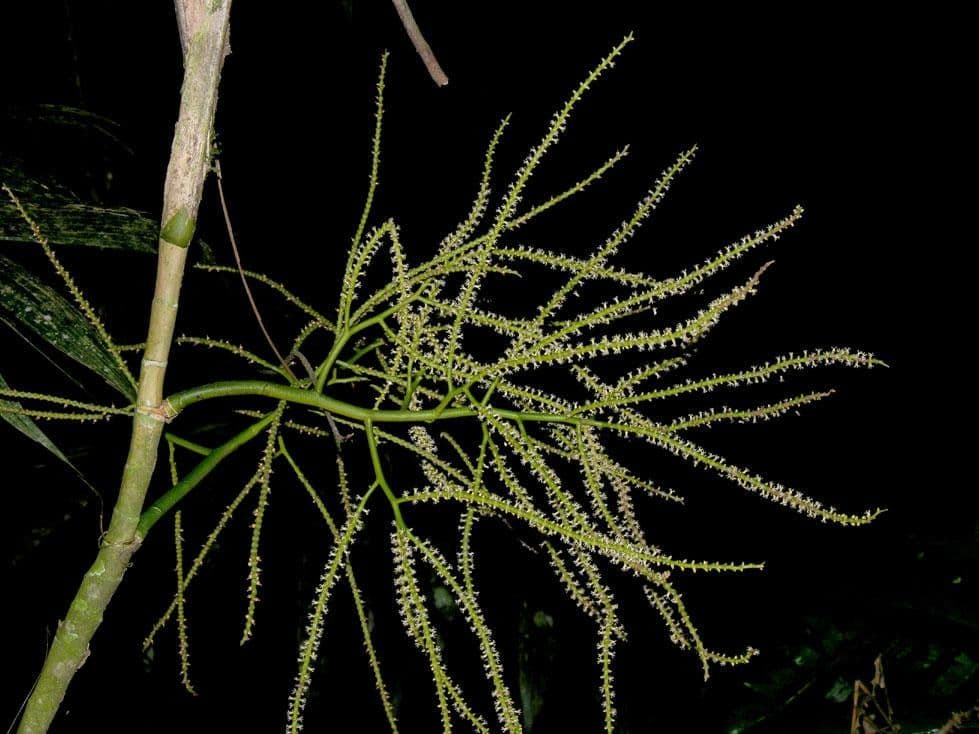 Ubim-Palme 16