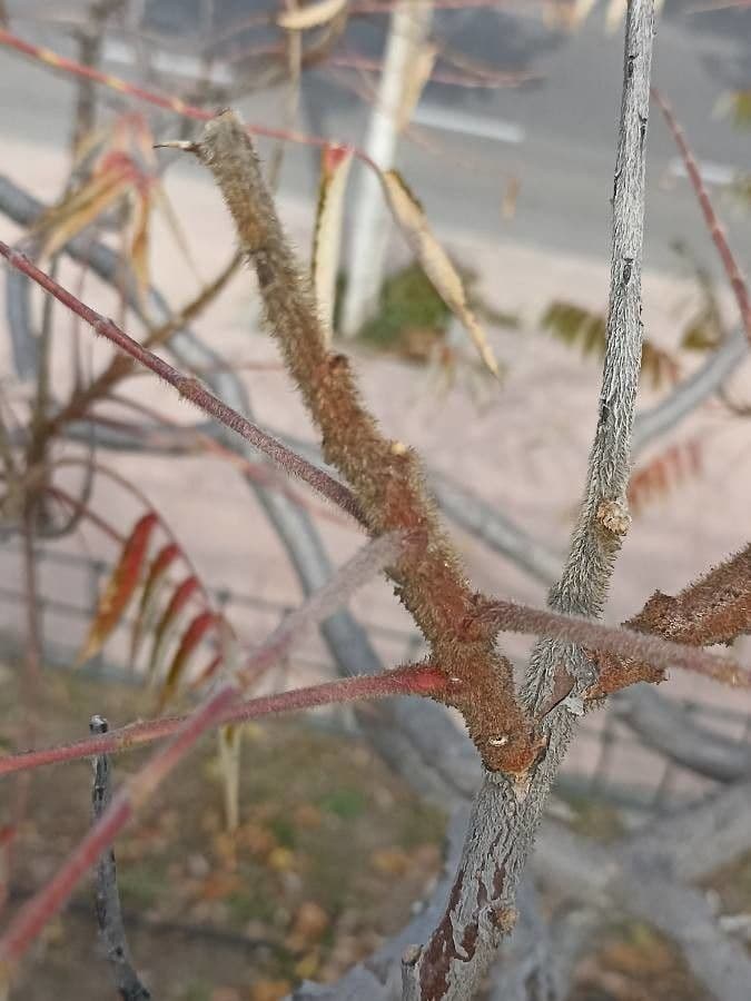 Essigbaum 27
