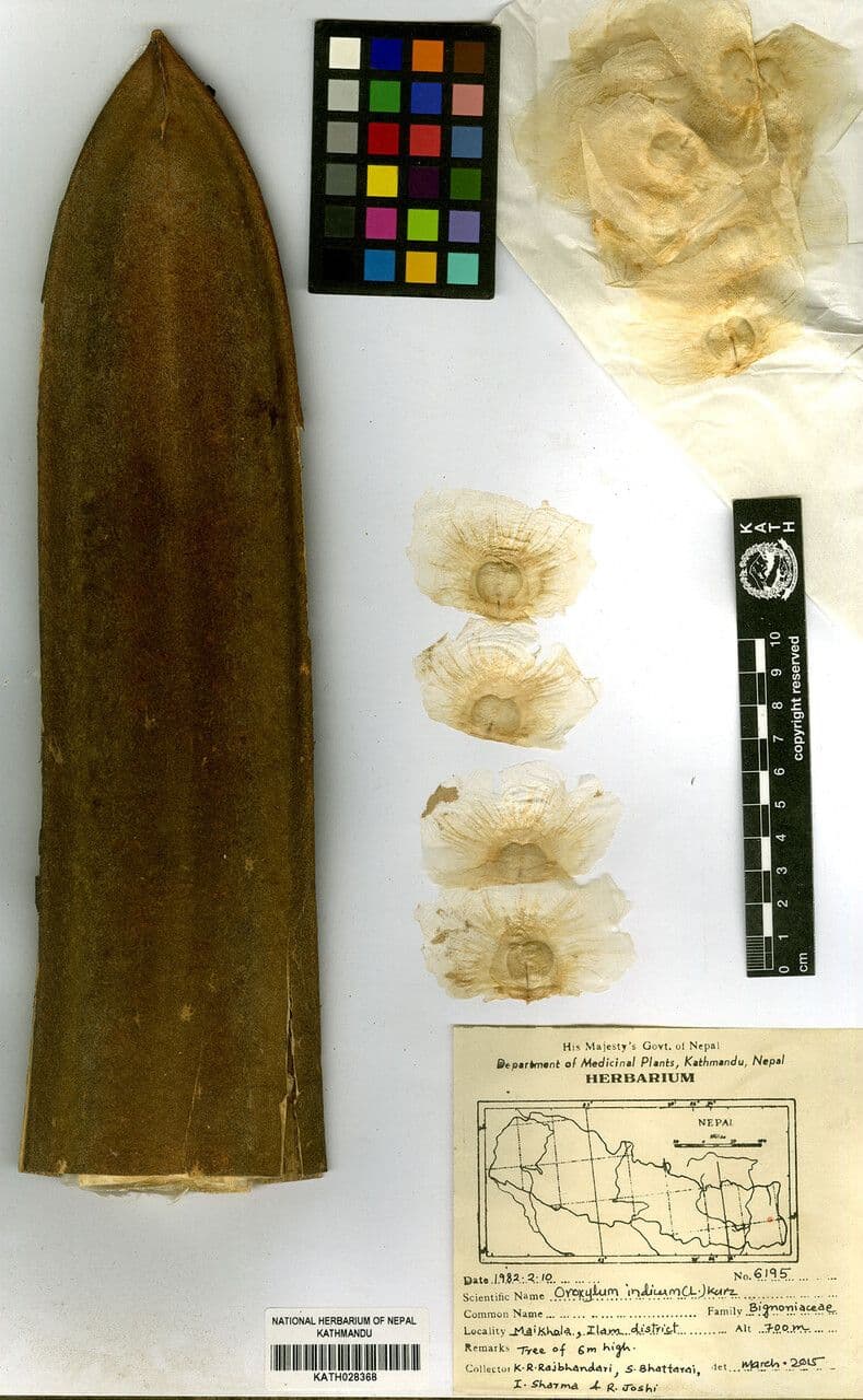Oroxylum indiano 23