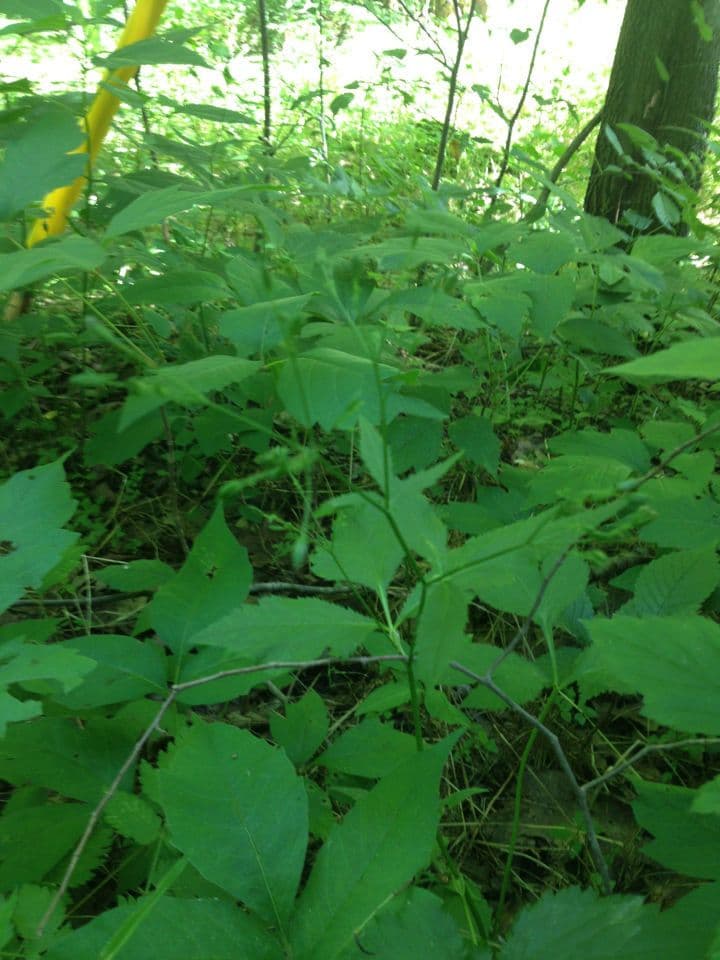 Criptotaenia canadensis 9