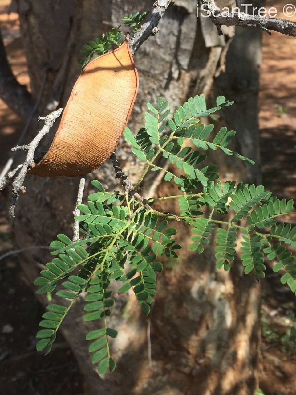 Albizia 4