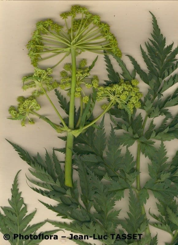 Molopospermum 24