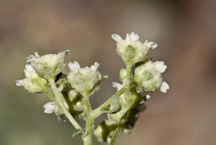 Parthenium incanum 5
