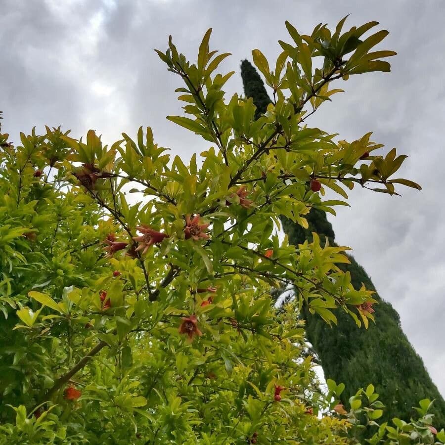 Melograno 29