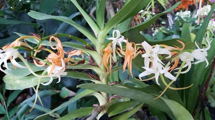 Cyrtorchis 2