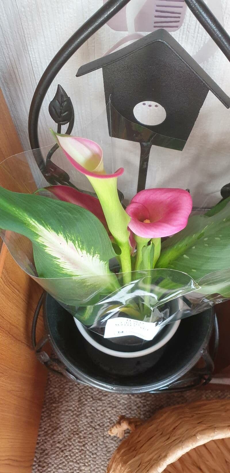 Calla 11