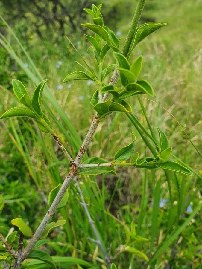 Pyrostria 13