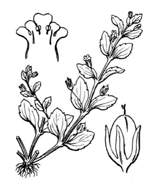 Lindernia 20